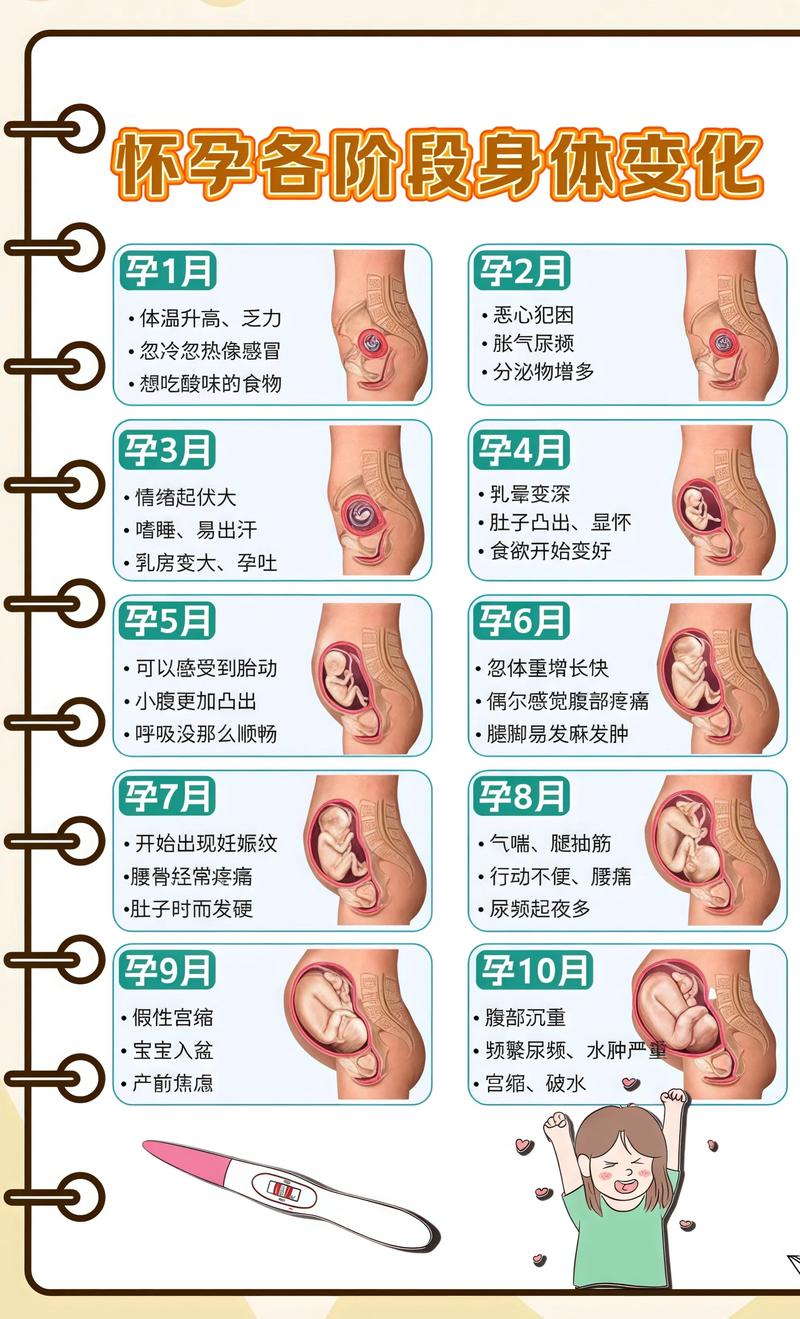 揭秘供卵代孕妈妈怀孕小腹分两节，孕期变化的奥秘国内代生机构:
